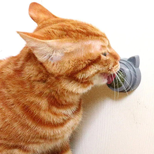 Catnip for Cats - Premium Quality Cat Nip for Playful Felines - Otloubnow