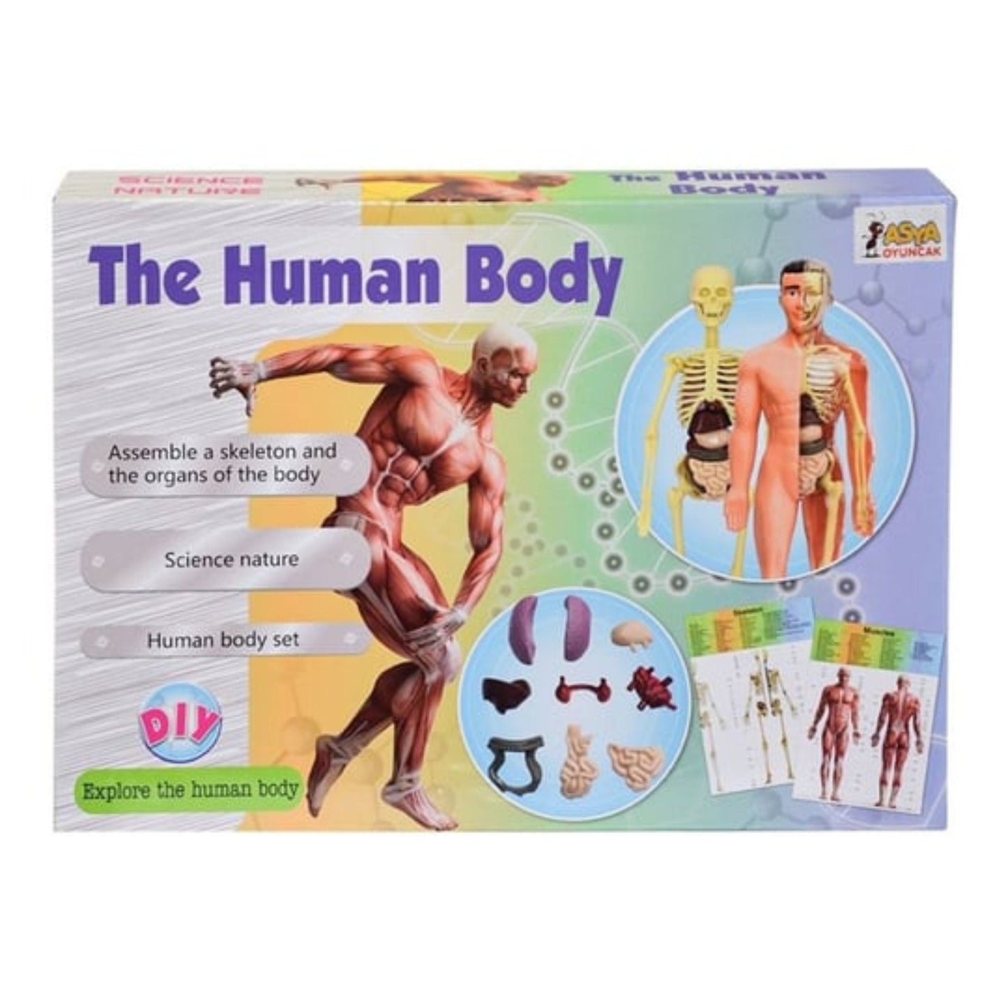 The human body - Otloubnow