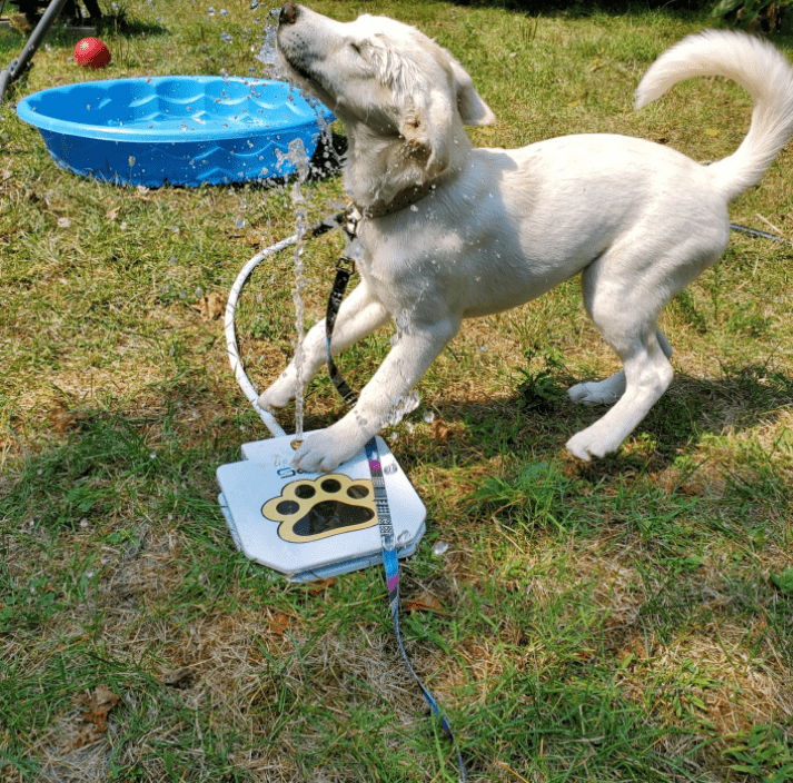 Outdoor Automatic Dog Drinking Fountain Step - On Design - Otloubnow