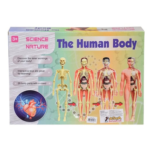 The human body - Otloubnow