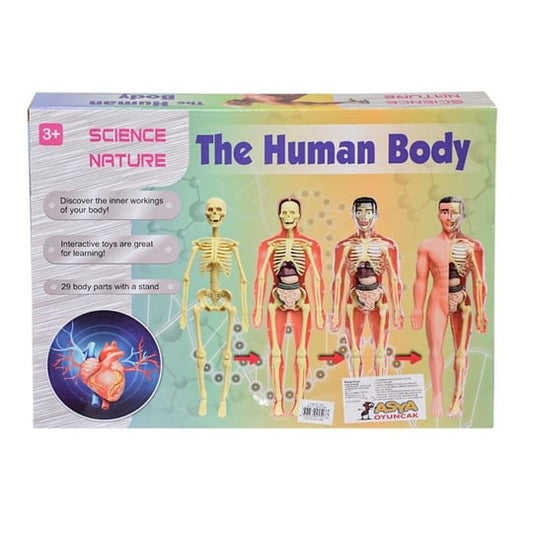 The human body - Otloubnow